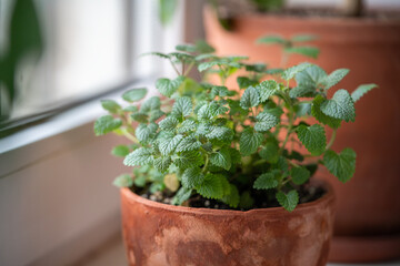 Melissa plant in old terracotta pot on windowsill closeup, soft focus. Growing aromatic fresh lemon balm herbs at home. Homegrown concept