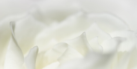 Abstract floral background, white rose flower petals