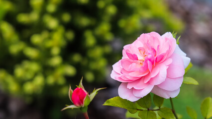 Pink rose Bonika with buds in the garden. Perfect for background greeting cards