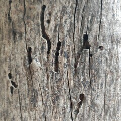 texture of old wood
