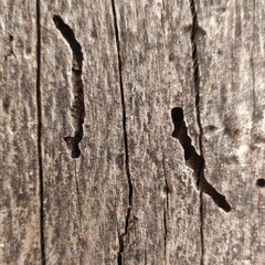 wood texture
