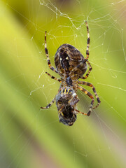 STK cross orb weaver spider, Araneus diadematus, feeding on wasp cECP 2023
