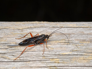 PA140223 red-legged ichneumon wasps, Buathra laborator, Delta, British Columbia, Canada cECP 2023