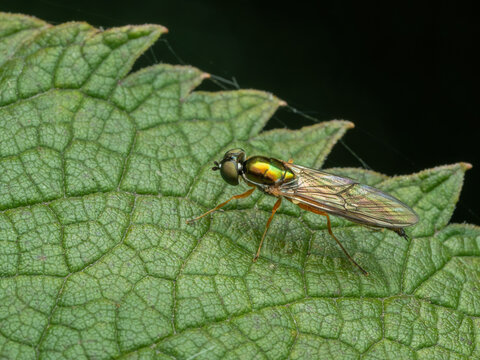 P9170129 female bronze soldier fly, Sargus decorus, on leaf, cECP 2023