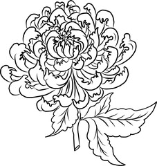 colorful flower with chrysanthemum for printing on background. Chrysanthemum flower vector for tattoo design.Japanese floral illustration for doodle art on white isolated background.