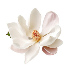 Magnolia isolated on transparent background