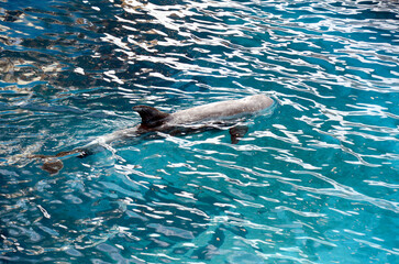 Obraz premium ハナゴンドウ