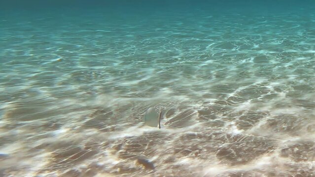 Underwater video of white seabream fish swimming at the shallow water over sea bottom.