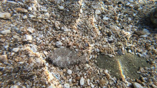 Underwater slow motion video of flounder fish or flatfish in the Mediterranean sea. Crete, Greece