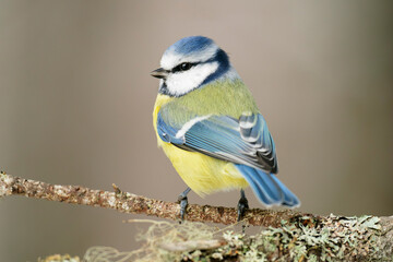 A blue tit (Cyanistes caeruleus) perched on a branch © Esa Ylisuvanto