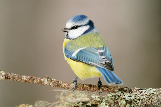 A blue tit (Cyanistes caeruleus) perched on a branch