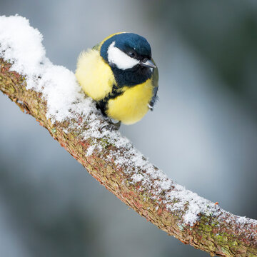 A great tit ( Parus majos) perched on a branch on a freezing cold winter day