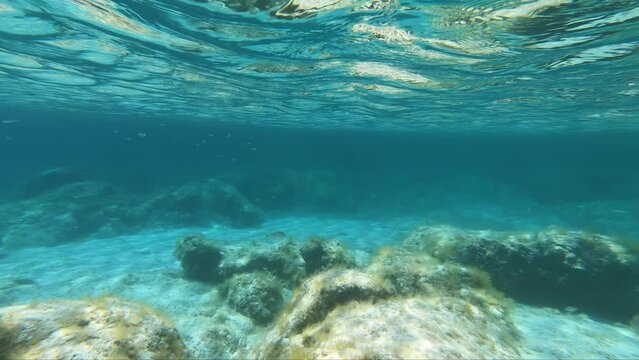 Underwater video of flock of marbled spinefoot fish swimming over rocks in the sea. Crete. Greece