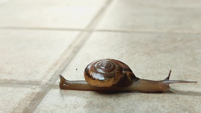 snail that is walking slowly