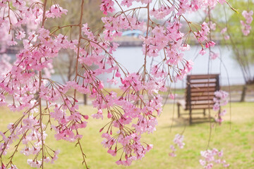 ピンクの枝垂れ桜