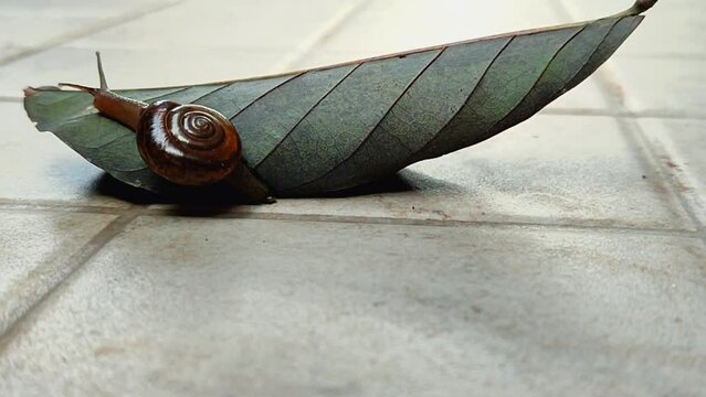snail that is walking slowly