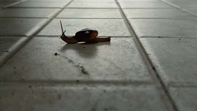 snail that is walking slowly
