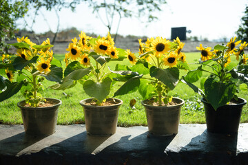 The potted sunflowers are blooming beautifully.