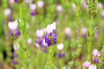 可愛らしい紫の花