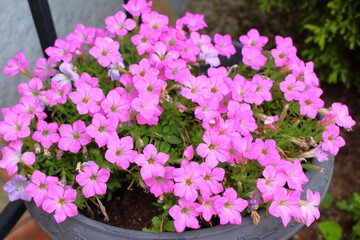 可愛らしいピンクの花の寄せ植え