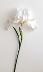 Elegant white iris on a soft neutral background, minimalist botanical art. perfect for decor and design. high-quality image. AI