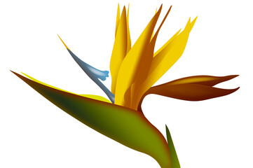 strelezia,Bird of Paradise flower