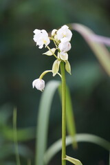 Eulophia nuda (spectacular eulophia, Amarkand). This plant have been used for the treatment of tumors, scrofulous glands of neck