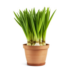 Wild onion in a brown flower pot isolated on white background.