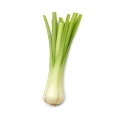 Bunch of spring onions isolated on white background