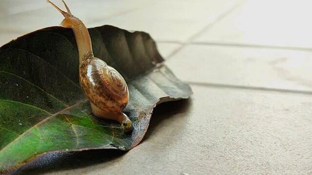 snail that is walking slowly