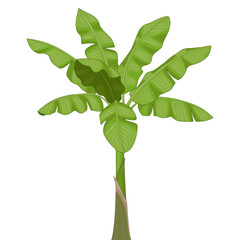 wallpaper tropical plants vector illustrations