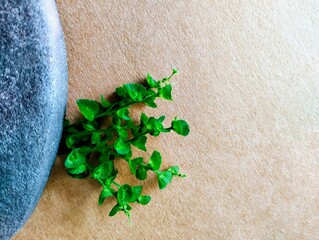 The background is brown with black rocks and some green ornamental plants Three or four green stems and leaves were placed under a rock.