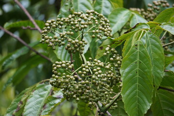 Leea indica (Girang, girang merah, Bandicoot Berry, Common Tree-Vine, Jolok-Jolok, Merbati Padang). The leaves are used for treating body pains, cuts, fever, skin complaints, vertigo, and wounds