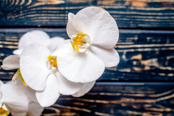 Fototapeta na wymiar A branch of white orchids on a brown wooden background