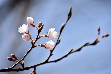 咲き始めた桜