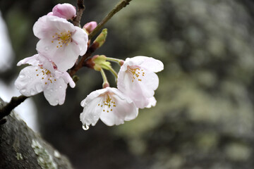 Fototapeta premium 雨に咲いた桜の花