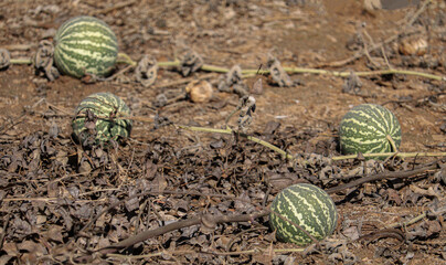 bitter apple fruits (Citrullus colocynthis) in the wild