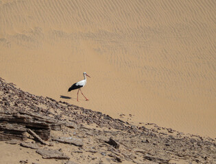 single bird (white stork) on desert in Aswan, Egypt