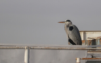 wild birds (gray heron) wintering on the river nile in south Egypt,