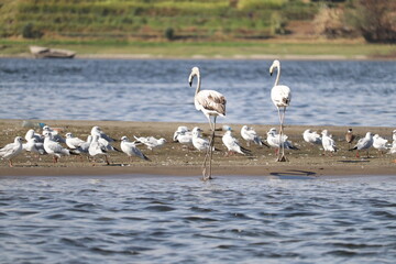 Fototapeta na wymiar flamingo birds wintering on the river nile in south Egypt,