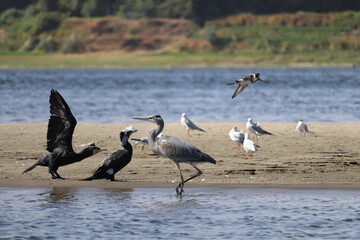 birds on the river nile in Aswan, Egypt