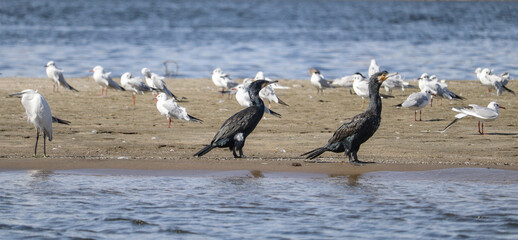 birds near the water, river nile, Aswan, Egypt