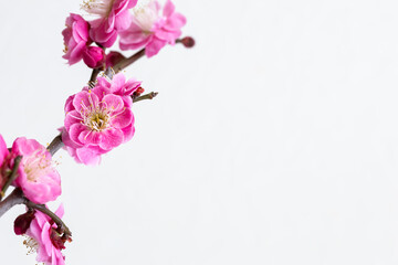 紅梅　梅の花　白背景　花の和風素材