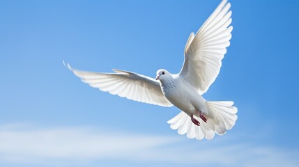 dove flies in the blue sky	