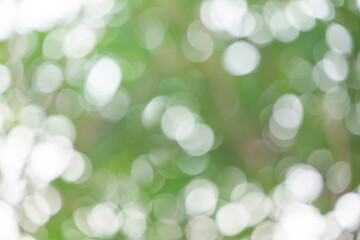 Fototapeta premium green bokeh background