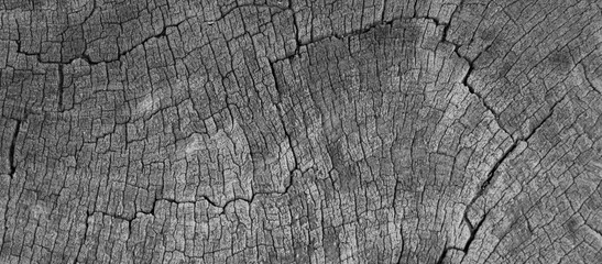 ackground image of a cross section of a tree. The texture of the tree is interesting. Cracks in...