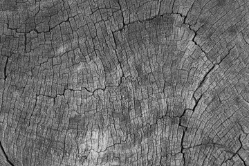 ackground image of a cross section of a tree. The texture of the tree is interesting. Cracks in...