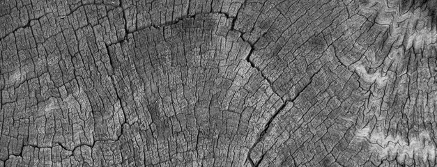 Fototapeta premium ackground image of a cross section of a tree. The texture of the tree is interesting. Cracks in tree stumps.