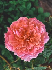 Pink roses in the garden of pink roses. Blooming Roses on the Bush. Growing roses in the garden. Toned with color filter and soft noise to get old camera effect. Soft focus and blurred.