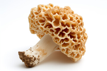 Morel Mushroom on a white background  - 732285147